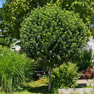 Okrasná višňa (Prunus Frutiosa) ´GLOBOSA´ výška 170-190 cm, obvod kmeňa 10/12 cm, kont. C25L 